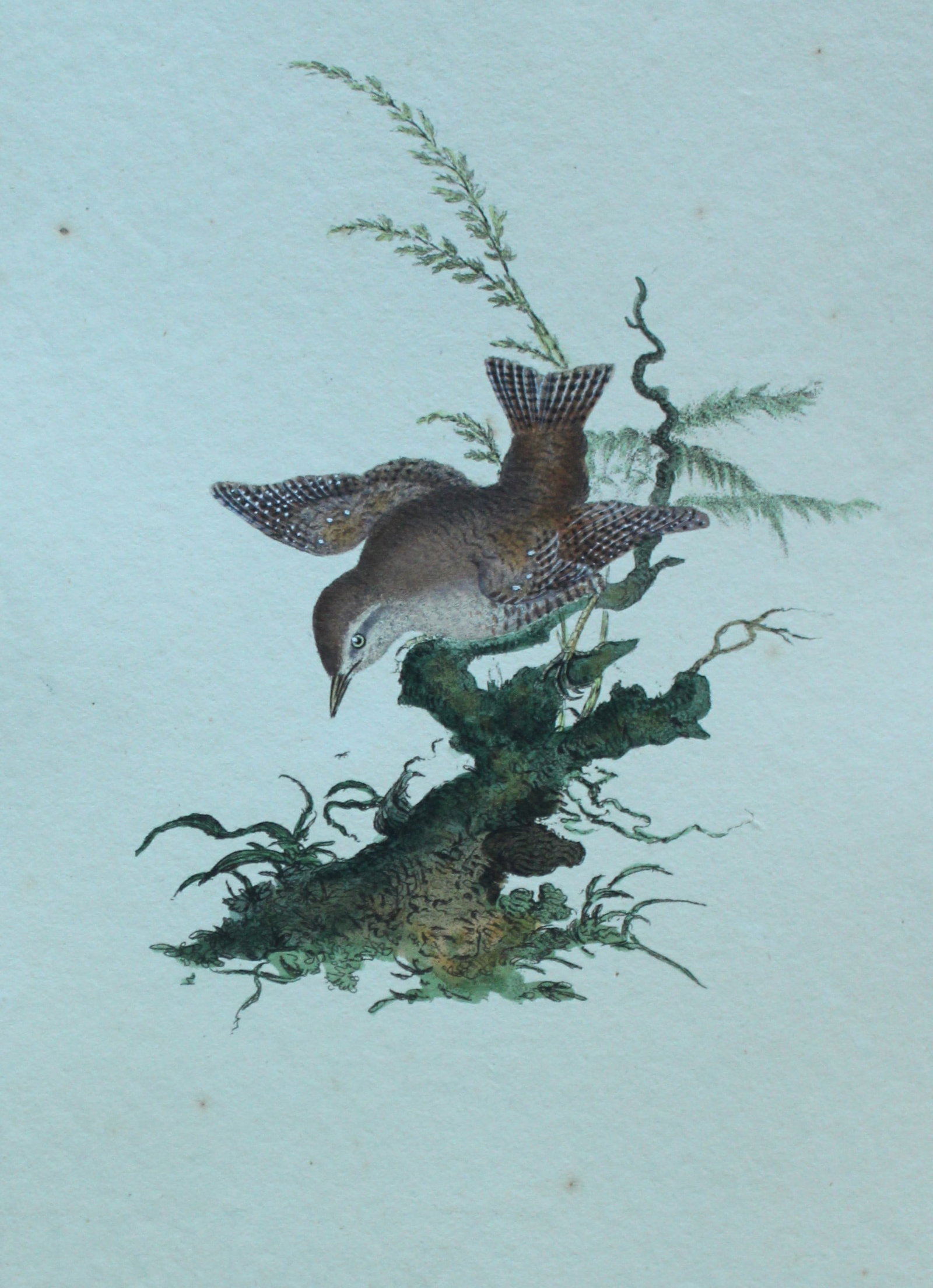 Edward Donovan - Hand-coloured engraving of Wren 1794: This hand coloured engraving is from The Natural History of British Birds by Edward Donovan, published in 1794-1819 in London and printed by F & C Rivington. Size: 5 ?in x 9 ? in (14cm x 23.5cm)