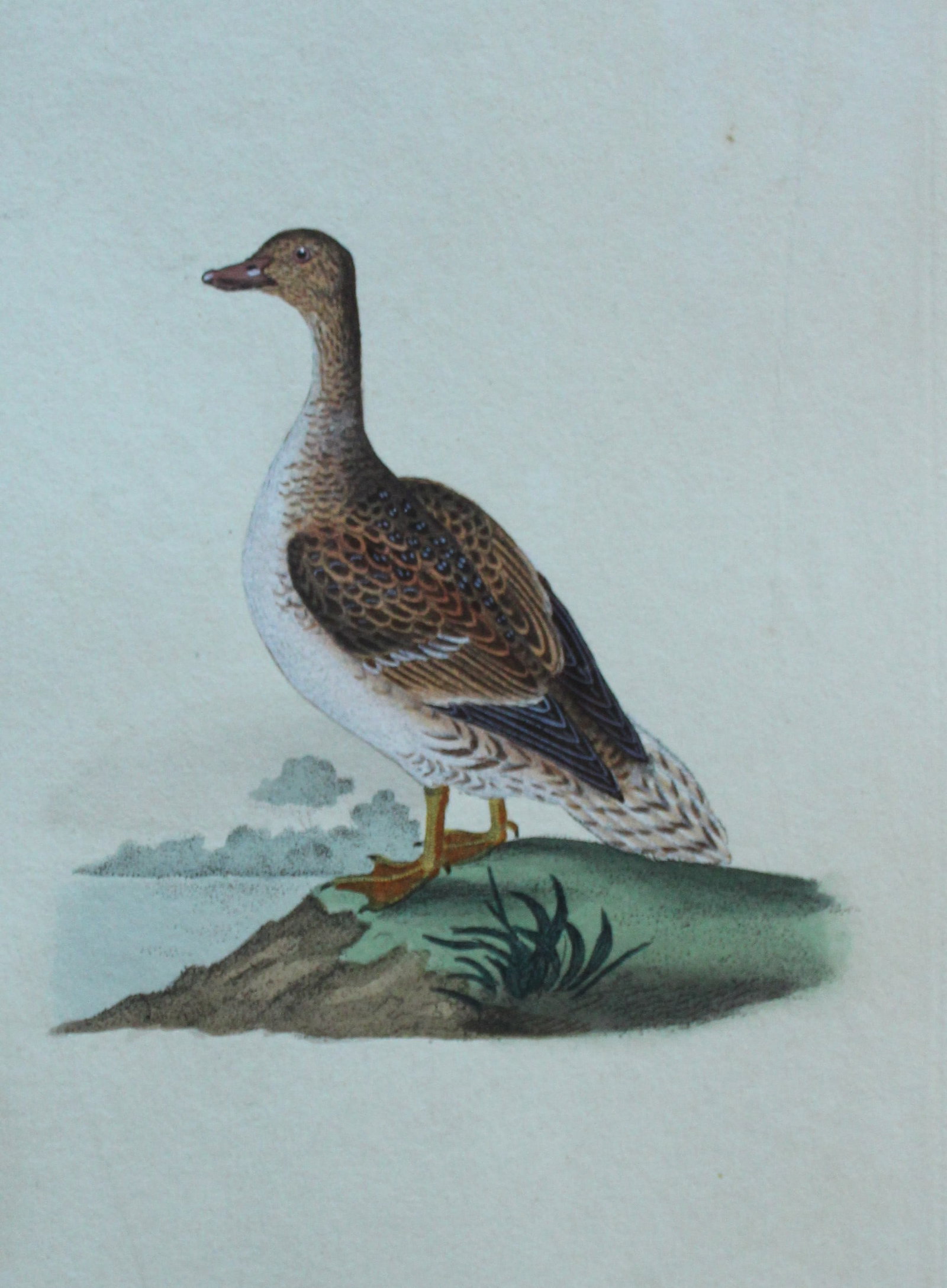 Edward Donovan - Hand-coloured engraving of Common Teal, Male 1794: This hand coloured engraving is from The Natural History of British Birds by Edward Donovan, published in 1794-1819 in London and printed by F & C Rivington. Size: 5 ?in x 9 ? in (14cm x 23.5cm)