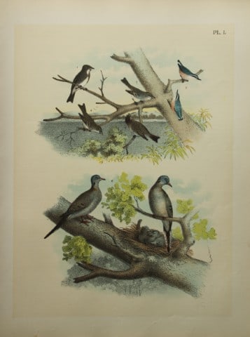 Jacob Studer - Nuthatch, Carolina Dove etc by Theodore Jasper 1888 (1 of 1)