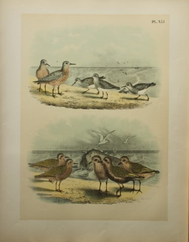 Jacob Studer - Knot and American Dunlin by Theodore Jasper 1888: We are delighted to offer these brilliantly colored chromolithographs from The Birds of America: Drawn and Colored from Nature by Jacob H. Studer. Published under the auspices of The Natural Science A