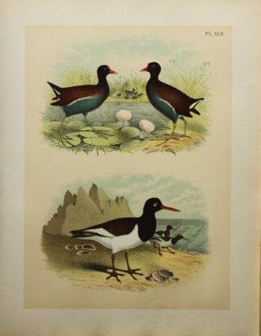 Jacob Studer - Florida Gallinule and Oyster-catcher by Theodore Jasper 1888: We are delighted to offer these brilliantly colored chromolithographs from The Birds of America: Drawn and Colored from Nature by Jacob H. Studer. Published under the auspices of The Natural Science A