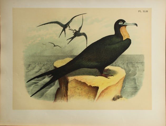 Jacob Studer - Frigate Bird by Theodore Jasper 1888: We are delighted to offer these brilliantly colored chromolithographs from The Birds of America: Drawn and Colored from Nature by Jacob H. Studer. Published under the auspices of The Natural Science A