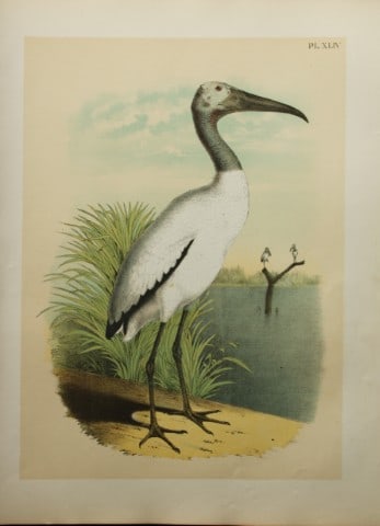 Jacob Studer - Wood Ibis by Theodore Jasper 1888: We are delighted to offer these brilliantly colored chromolithographs from The Birds of America: Drawn and Colored from Nature by Jacob H. Studer. Published under the auspices of The Natural Science A