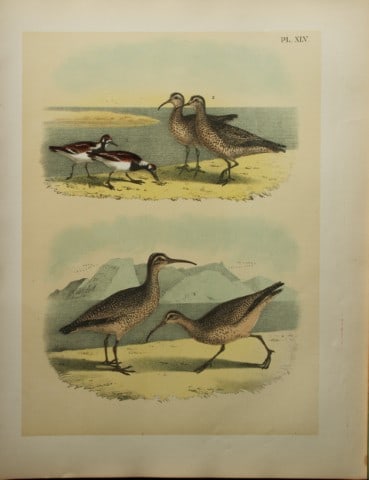 Jacob Studer - Turnstone and Curlews by Theodore Jasper 1888: We are delighted to offer these brilliantly colored chromolithographs from The Birds of America: Drawn and Colored from Nature by Jacob H. Studer. Published under the auspices of The Natural Science A