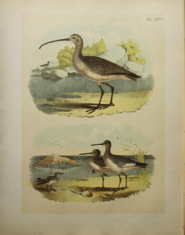 Jacob Studer - Long-billed Curlew and Snipe by Theodore Jasper 1888: We are delighted to offer these brilliantly colored chromolithographs from The Birds of America: Drawn and Colored from Nature by Jacob H. Studer. Published under the auspices of The Natural Science A