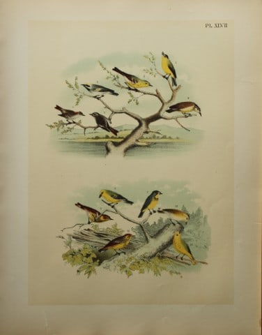 Jacob Studer - Warblers, Flycatchers and Kinglet by Theodore Jasper 1888 (1 of 1)