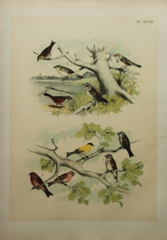 Jacob Studer - Finches and Sparrows by Theodore Jasper 1888: We are delighted to offer these brilliantly colored chromolithographs from The Birds of America: Drawn and Colored from Nature by Jacob H. Studer. Published under the auspices of The Natural Science A