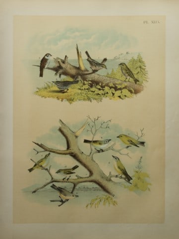 Jacob Studer - Finches, Vireos and Sparrows by Theodore Jasper 1888: We are delighted to offer these brilliantly colored chromolithographs from The Birds of America: Drawn and Colored from Nature by Jacob H. Studer. Published under the auspices of The Natural Science A