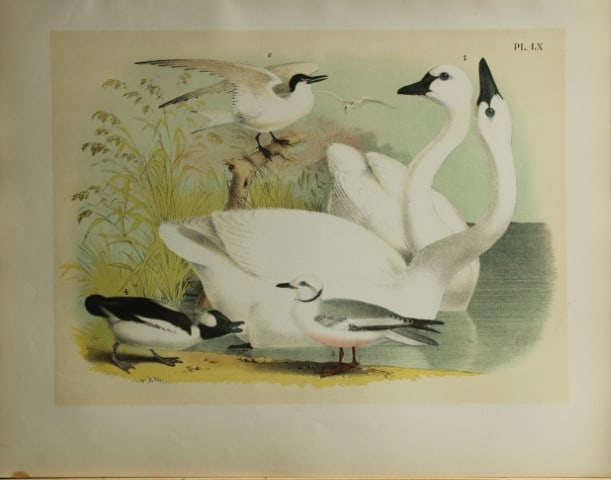Jacob Studer - American Swan, Tern, Gull and Buffalo-headed Duck by Theodore Jasper 1888: We are delighted to offer these brilliantly colored chromolithographs from The Birds of America: Drawn and Colored from Nature by Jacob H. Studer. Published under the auspices of The Natural Science A