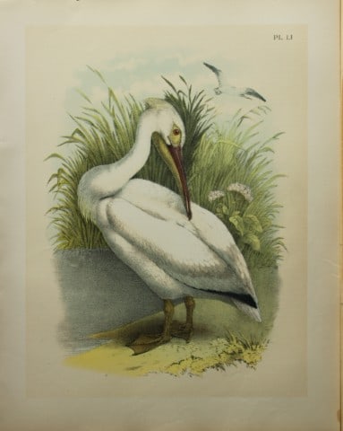 Jacob Studer - White Pelican by Theodore Jasper 1888: We are delighted to offer these brilliantly colored chromolithographs from The Birds of America: Drawn and Colored from Nature by Jacob H. Studer. Published under the auspices of The Natural Science A