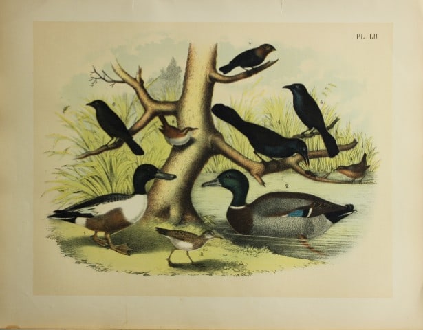 Jacob Studer - Ducks, Grackles and Jack Snipe by Theodore Jasper 1888: We are delighted to offer these brilliantly colored chromolithographs from The Birds of America: Drawn and Colored from Nature by Jacob H. Studer. Published under the auspices of The Natural Science A
