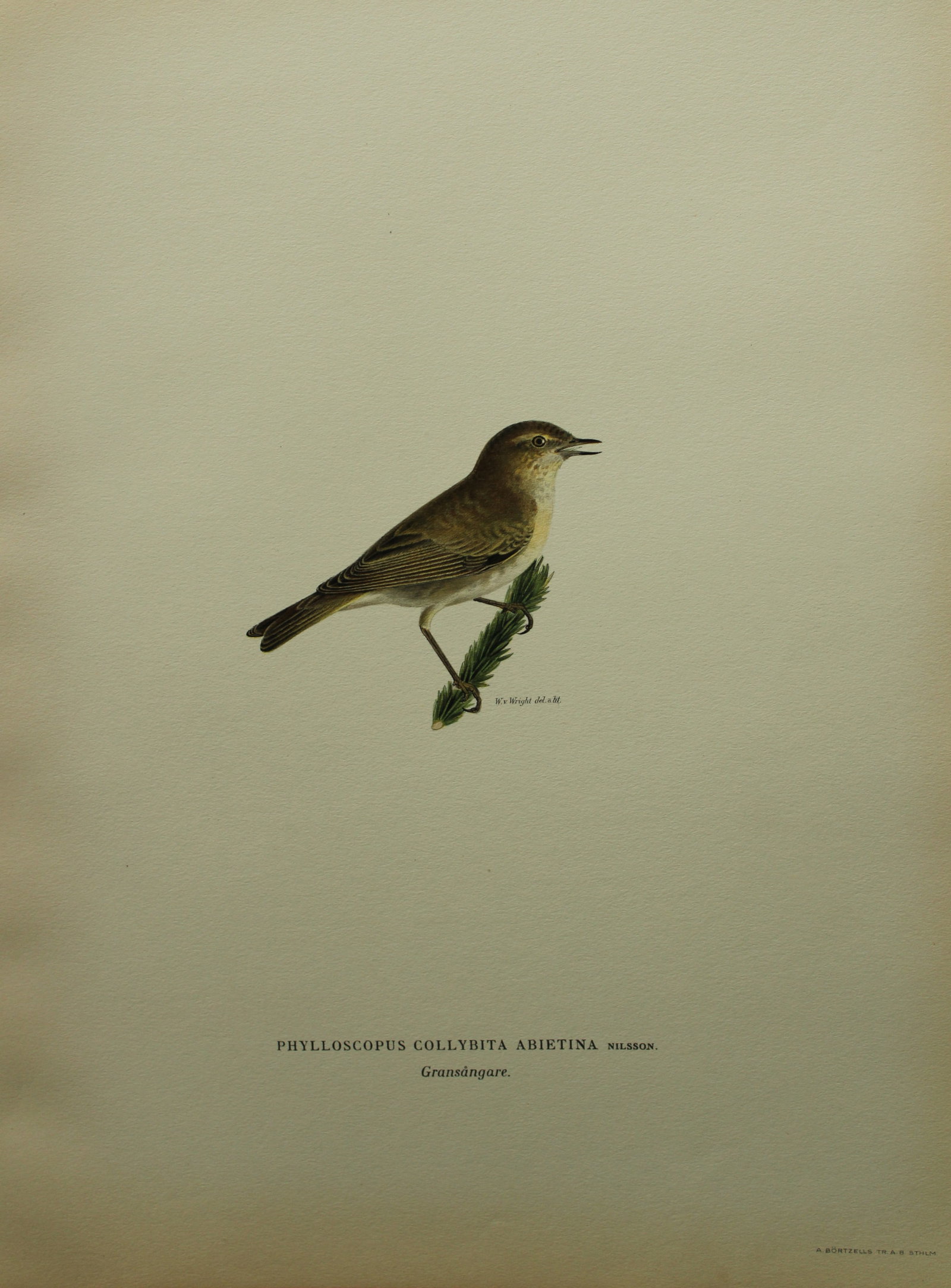M von Wright - Folio lithograph of Chiff Chaff 1924: This hand-coloured lithograph is from Svenska f?glar efter naturen och p? sten ritade (Swedish birds after nature and drawn on stone) by Magnus, Wilhelm and Ferdinand von Wright. Published by Stockhol