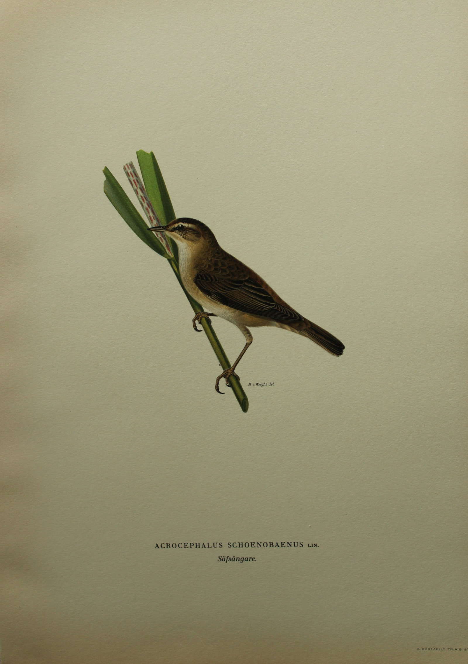 M von Wright - Folio lithograph of Sedge Warbler 1924: This hand-coloured lithograph is from Svenska f?glar efter naturen och p? sten ritade (Swedish birds after nature and drawn on stone) by Magnus, Wilhelm and Ferdinand von Wright. Published by Stockhol