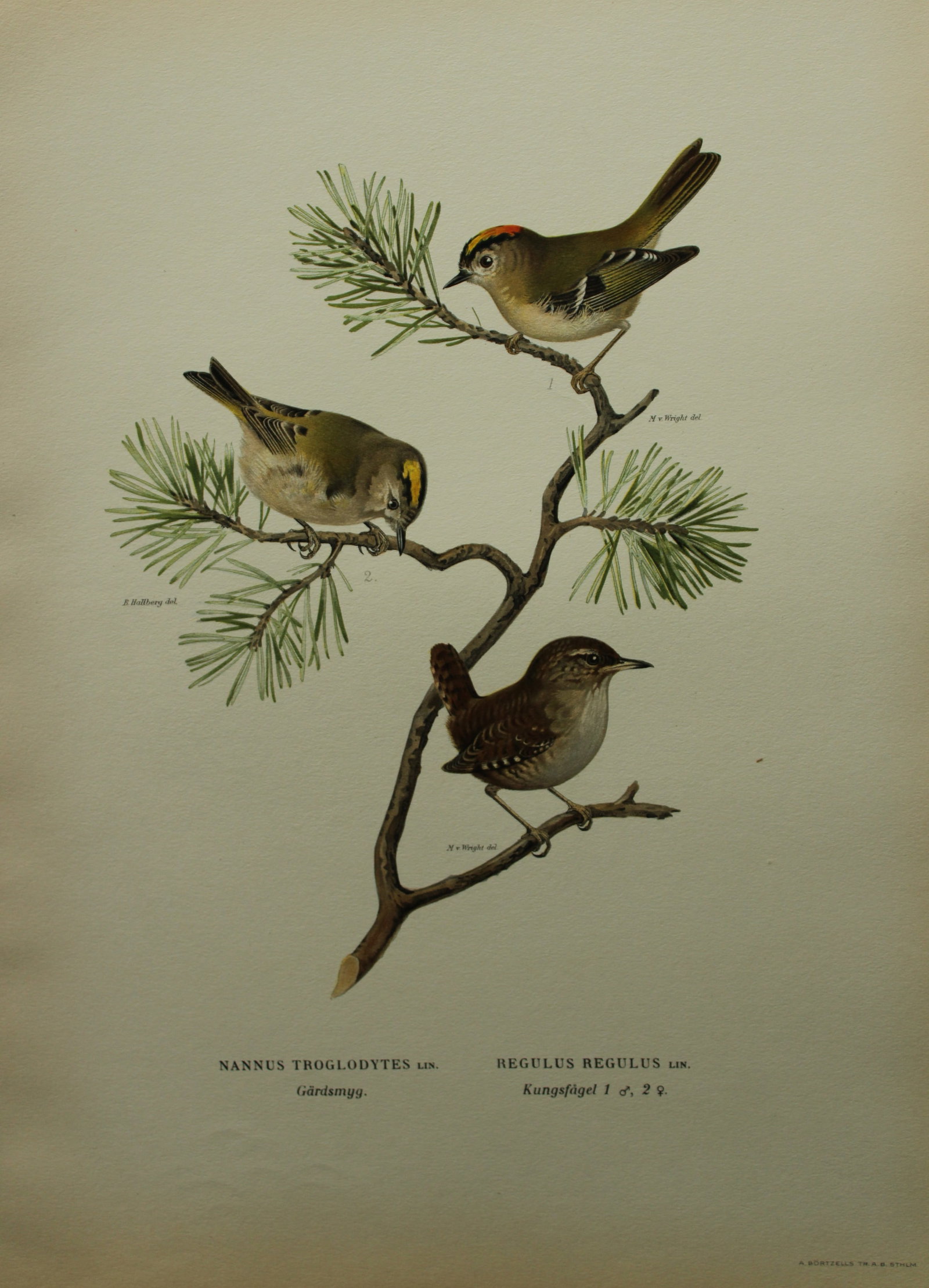 M von Wright - Folio lithograph of Common Wren & Firecrest 1924: This hand-coloured lithograph is from Svenska f?glar efter naturen och p? sten ritade (Swedish birds after nature and drawn on stone) by Magnus, Wilhelm and Ferdinand von Wright. Published by Stockhol