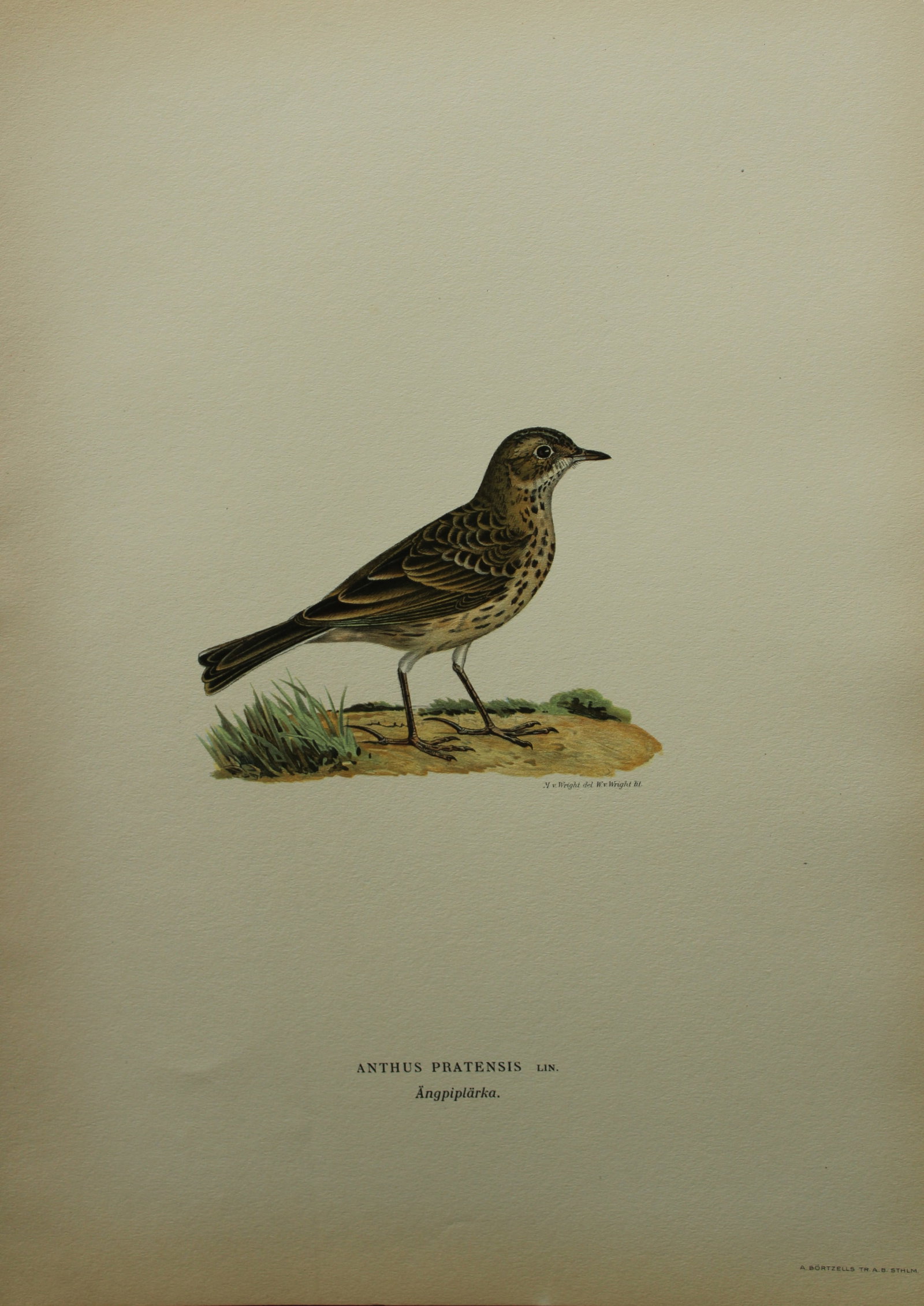 M von Wright - Folio lithograph of Meadow Pipit 1924: This hand-coloured lithograph is from Svenska f?glar efter naturen och p? sten ritade (Swedish birds after nature and drawn on stone) by Magnus, Wilhelm and Ferdinand von Wright. Published by Stockhol