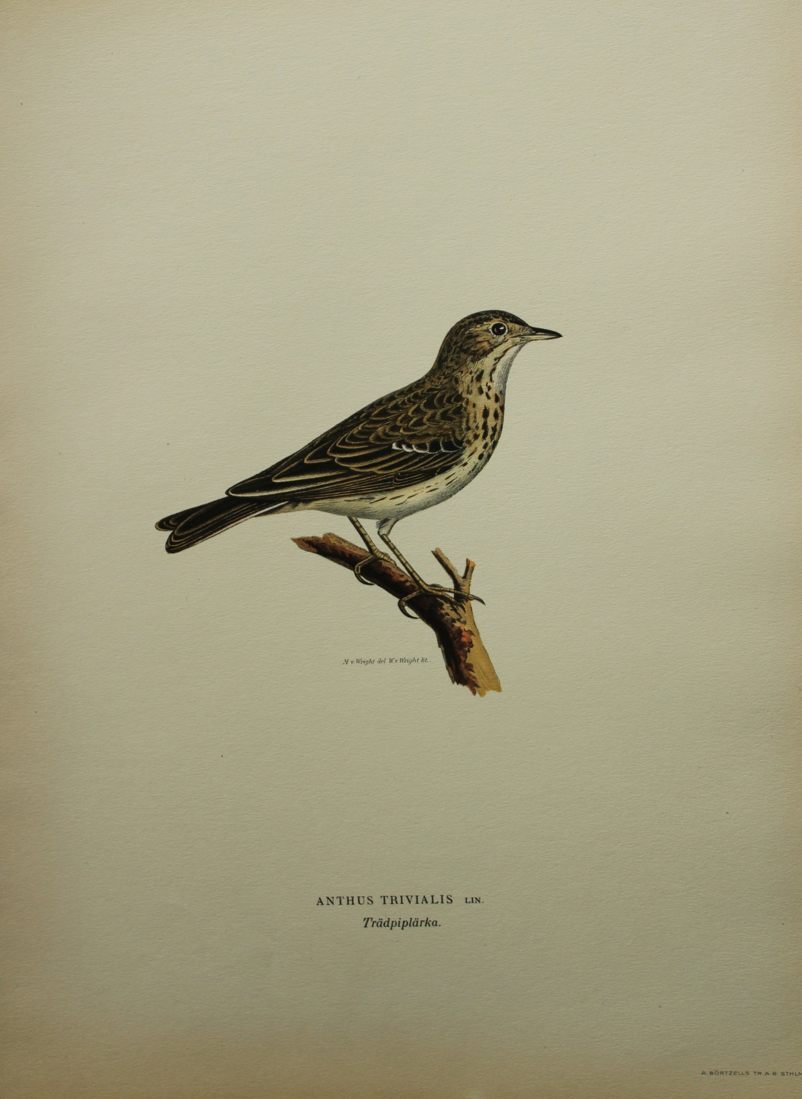 M von Wright - Folio lithograph of Tree Pipit 1924: This hand-coloured lithograph is from Svenska f?glar efter naturen och p? sten ritade (Swedish birds after nature and drawn on stone) by Magnus, Wilhelm and Ferdinand von Wright. Published by Stockhol