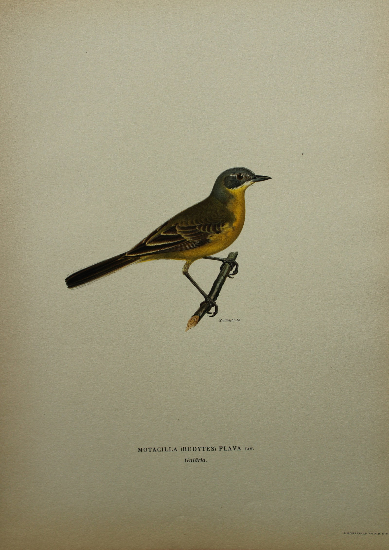 M von Wright - Folio lithograph of Yellow Wagtail 1924: This hand-coloured lithograph is from Svenska f?glar efter naturen och p? sten ritade (Swedish birds after nature and drawn on stone) by Magnus, Wilhelm and Ferdinand von Wright. Published by Stockhol