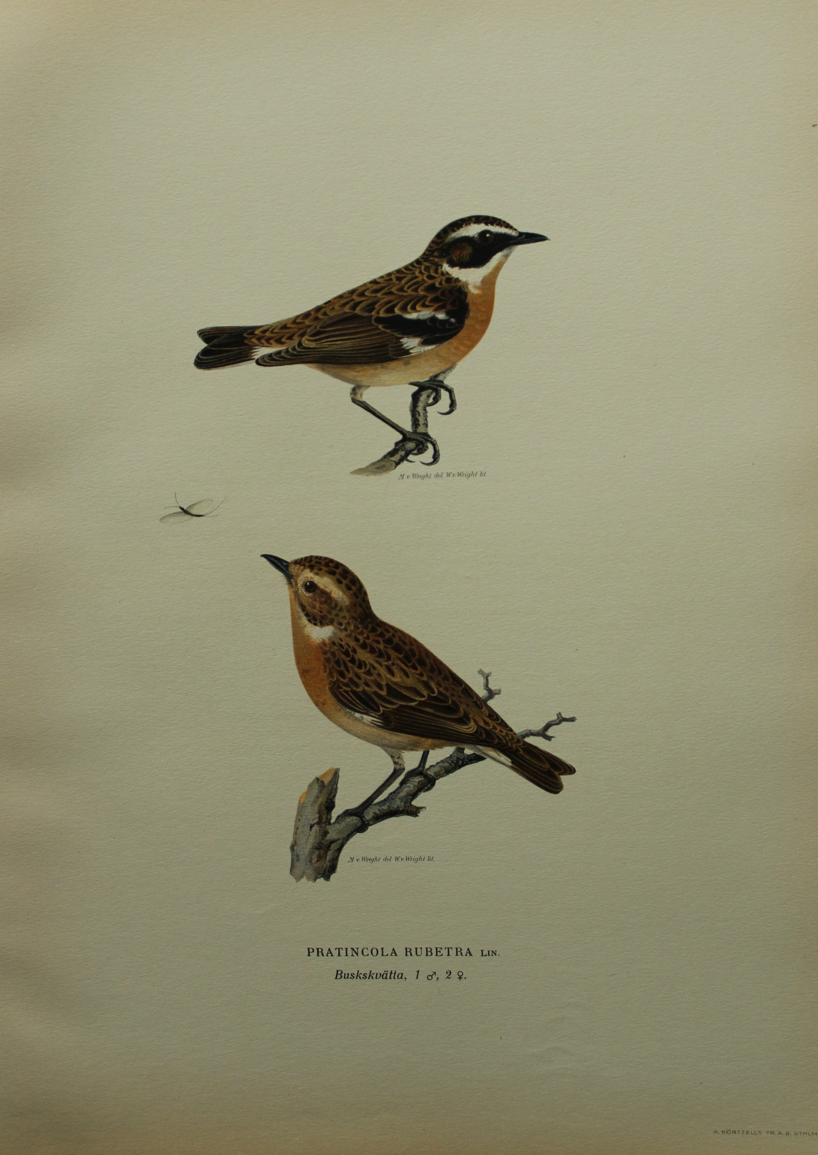 M von Wright - Folio lithograph of Whinchat 1924: This hand-coloured lithograph is from Svenska f?glar efter naturen och p? sten ritade (Swedish birds after nature and drawn on stone) by Magnus, Wilhelm and Ferdinand von Wright. Published by Stockhol