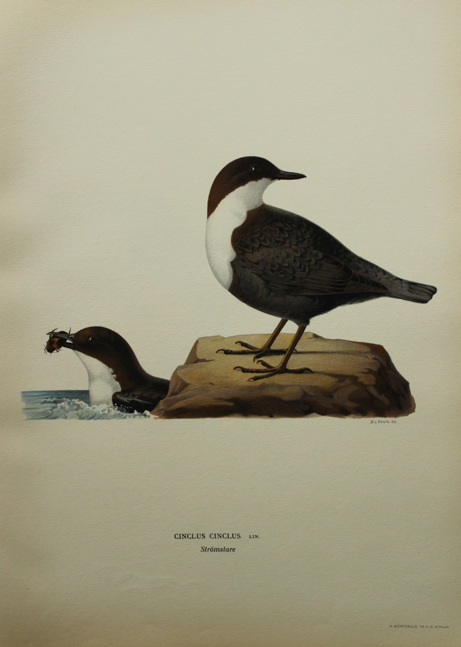 M von Wright - Folio lithograph of Dipper or Water Ouzel 1924: This hand-coloured lithograph is from Svenska f?glar efter naturen och p? sten ritade (Swedish birds after nature and drawn on stone) by Magnus, Wilhelm and Ferdinand von Wright. Published by Stockhol