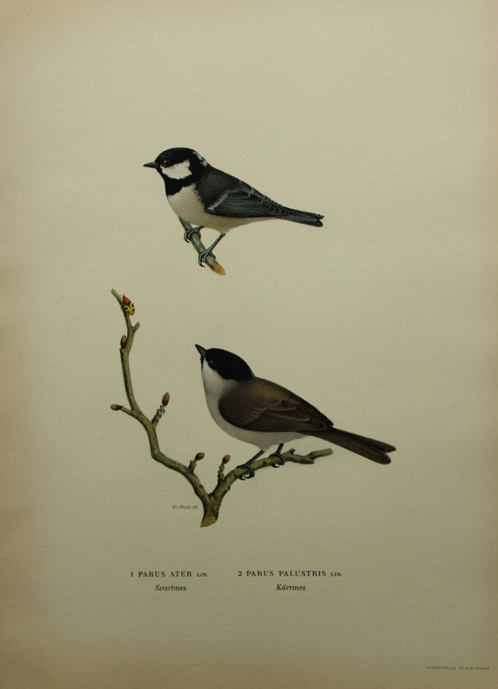 M von Wright - Folio lithograph of Coal and Marsh Tits 1924: This hand-coloured lithograph is from Svenska f?glar efter naturen och p? sten ritade (Swedish birds after nature and drawn on stone) by Magnus, Wilhelm and Ferdinand von Wright. Published by Stockhol