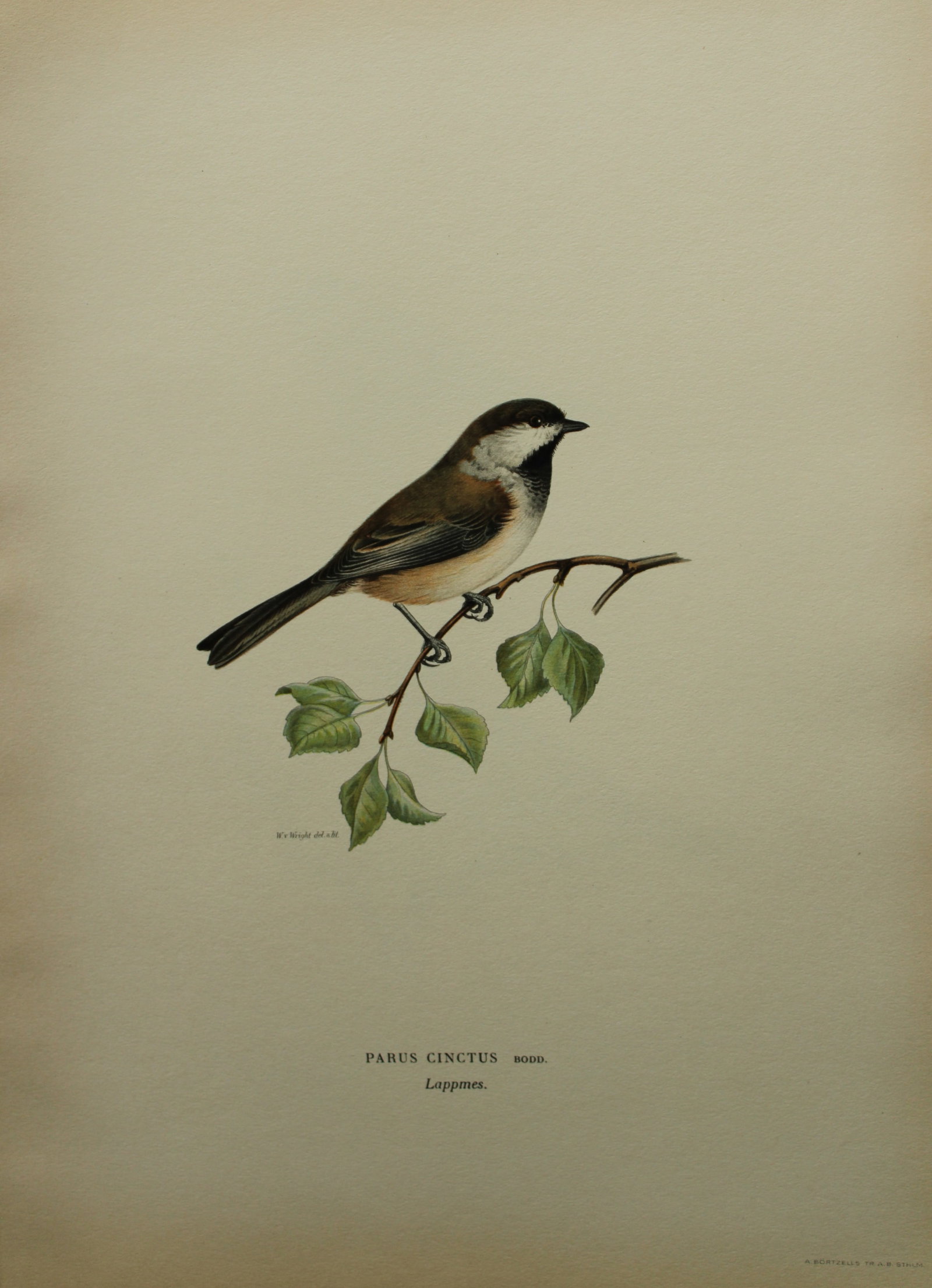M von Wright - Folio lithograph of Siberian Tit 1924: This hand-coloured lithograph is from Svenska f?glar efter naturen och p? sten ritade (Swedish birds after nature and drawn on stone) by Magnus, Wilhelm and Ferdinand von Wright. Published by Stockhol