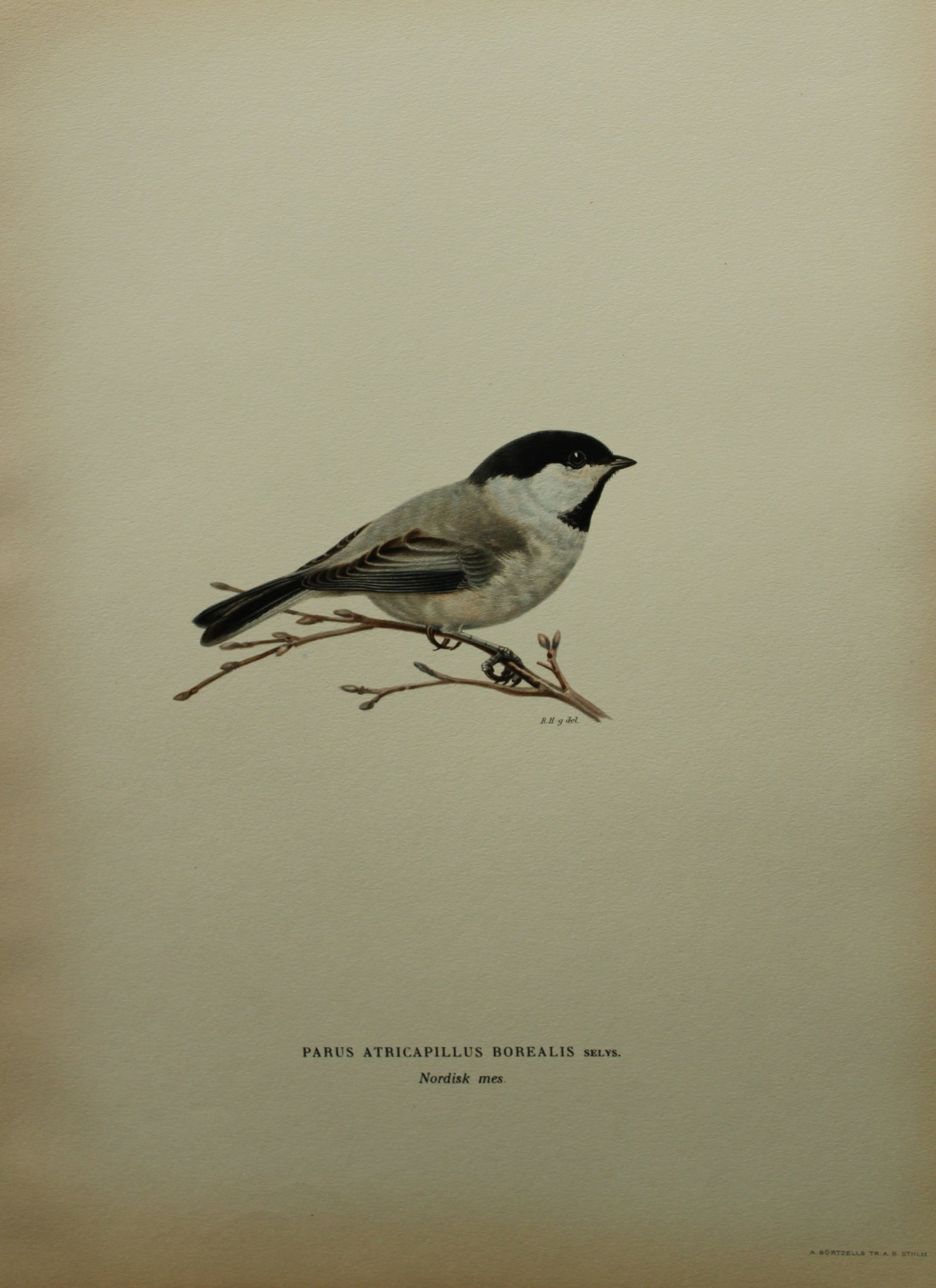 M von Wright - Folio lithograph of Black-headed Tit 1924: This hand-coloured lithograph is from Svenska f?glar efter naturen och p? sten ritade (Swedish birds after nature and drawn on stone) by Magnus, Wilhelm and Ferdinand von Wright. Published by Stockhol