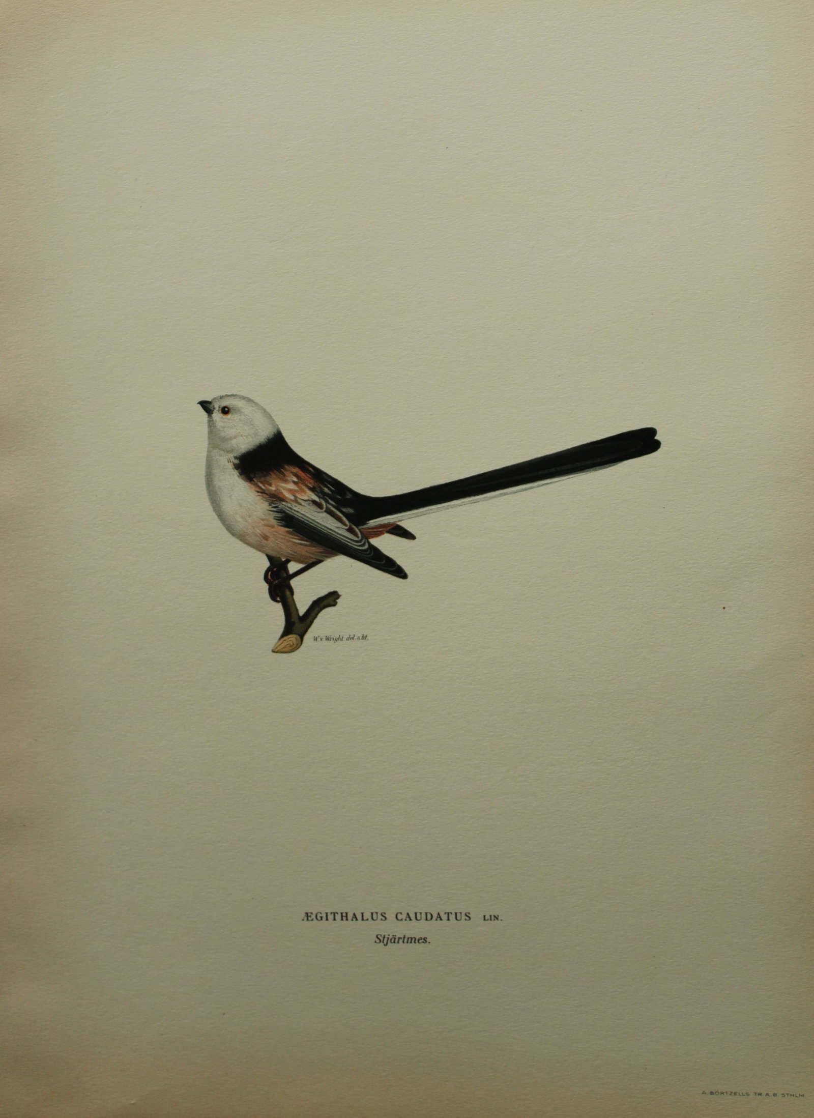 M von Wright - Folio lithograph of Long-tailed Tit 1924: This hand-coloured lithograph is from Svenska f?glar efter naturen och p? sten ritade (Swedish birds after nature and drawn on stone) by Magnus, Wilhelm and Ferdinand von Wright. Published by Stockhol