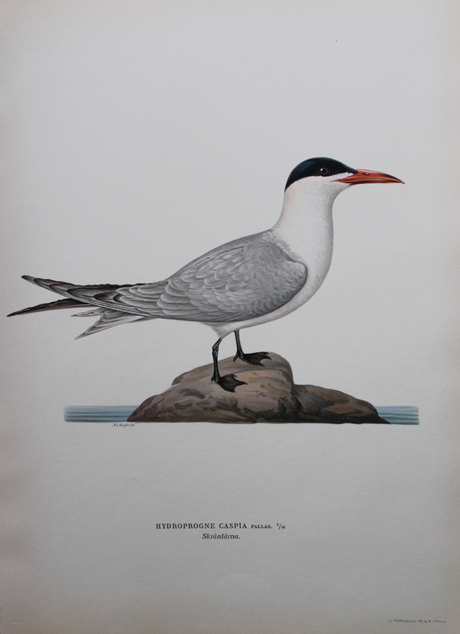 M von Wright - Folio lithograph of Caspian Tern 1924: This hand-coloured lithograph is from Svenska f?glar efter naturen och p? sten ritade (Swedish birds after nature and drawn on stone) by Magnus, Wilhelm and Ferdinand von Wright. Published by Stockhol