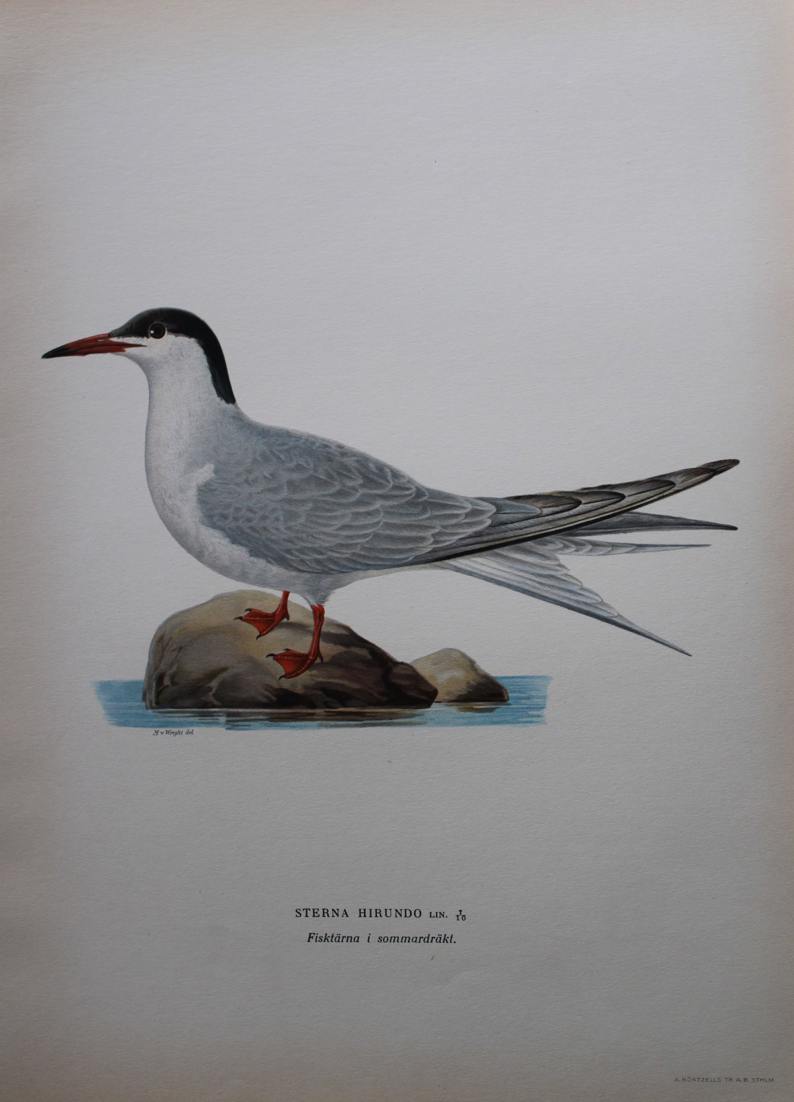 M von Wright - Folio lithograph of Common Tern 1924: This hand-coloured lithograph is from Svenska f?glar efter naturen och p? sten ritade (Swedish birds after nature and drawn on stone) by Magnus, Wilhelm and Ferdinand von Wright. Published by Stockhol