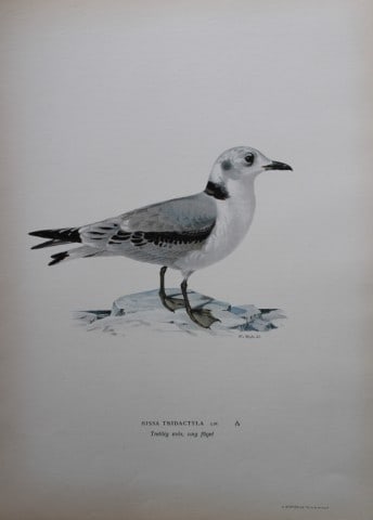 M von Wright - Folio lithograph of Black-legged Gull 1924: This hand-coloured lithograph is from Svenska f?glar efter naturen och p? sten ritade (Swedish birds after nature and drawn on stone) by Magnus, Wilhelm and Ferdinand von Wright. Published by Stockhol