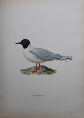 M von Wright - Folio lithograph of Little Gull 1924: This hand-coloured lithograph is from Svenska f?glar efter naturen och p? sten ritade (Swedish birds after nature and drawn on stone) by Magnus, Wilhelm and Ferdinand von Wright. Published by Stockhol