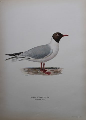 M von Wright - Folio lithograph of Black-headed Gull 1924: This hand-coloured lithograph is from Svenska f?glar efter naturen och p? sten ritade (Swedish birds after nature and drawn on stone) by Magnus, Wilhelm and Ferdinand von Wright. Published by Stockhol