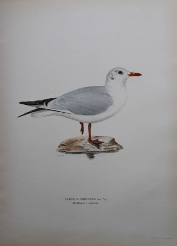 M von Wright - Folio lithograph of Black-headed Gull 1924: This hand-coloured lithograph is from Svenska f?glar efter naturen och p? sten ritade (Swedish birds after nature and drawn on stone) by Magnus, Wilhelm and Ferdinand von Wright. Published by Stockhol