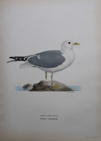 M von Wright - Folio lithograph of Common Gull 1924: This hand-coloured lithograph is from Svenska f?glar efter naturen och p? sten ritade (Swedish birds after nature and drawn on stone) by Magnus, Wilhelm and Ferdinand von Wright. Published by Stockhol