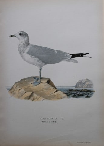 M von Wright - Folio lithograph of Common Gull 1924: This hand-coloured lithograph is from Svenska f?glar efter naturen och p? sten ritade (Swedish birds after nature and drawn on stone) by Magnus, Wilhelm and Ferdinand von Wright. Published by Stockhol