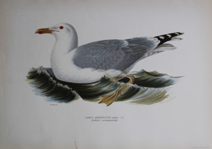 M von Wright - Folio lithograph of Herring Gull 1924: This hand-coloured lithograph is from Svenska f?glar efter naturen och p? sten ritade (Swedish birds after nature and drawn on stone) by Magnus, Wilhelm and Ferdinand von Wright. Published by Stockhol