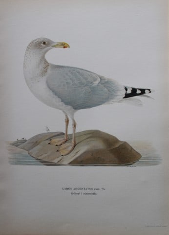 M von Wright - Folio lithograph of Herring Gull 1924: This hand-coloured lithograph is from Svenska f?glar efter naturen och p? sten ritade (Swedish birds after nature and drawn on stone) by Magnus, Wilhelm and Ferdinand von Wright. Published by Stockhol