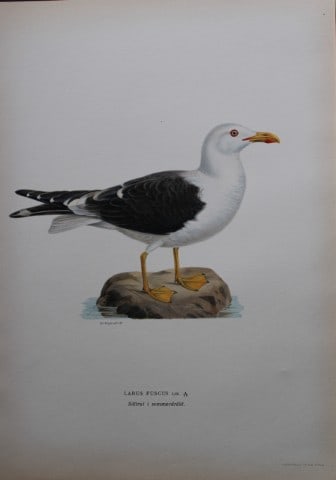 M von Wright - Folio lithograph of Lesser Black-backed Gull 1924: This hand-coloured lithograph is from Svenska f?glar efter naturen och p? sten ritade (Swedish birds after nature and drawn on stone) by Magnus, Wilhelm and Ferdinand von Wright. Published by Stockhol