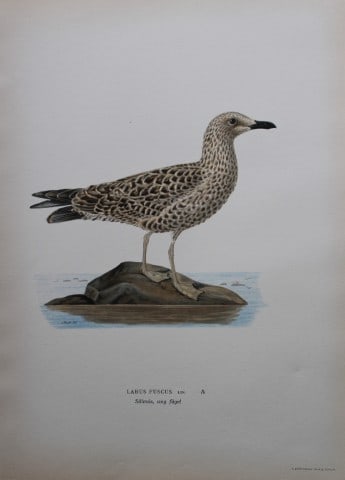 M von Wright - Folio lithograph of Lesser Black-backed Gull 1924: This hand-coloured lithograph is from Svenska f?glar efter naturen och p? sten ritade (Swedish birds after nature and drawn on stone) by Magnus, Wilhelm and Ferdinand von Wright. Published by Stockhol