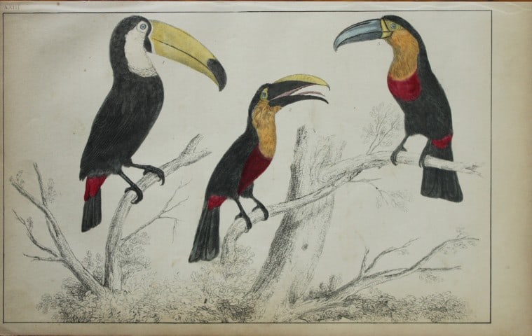 Oliver Goldsmith - Engraving of Toucans 1850: This hand-coloured copper-plate engraving is from A History of the Earth and Animated Nature by Oliver Goldsmith (1728-1774) published by A. Fullarton, London 1850. This work sought to draw together v