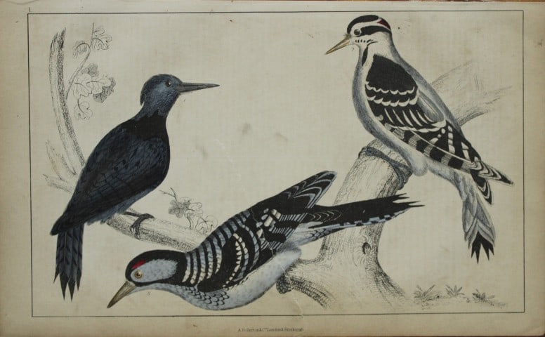 Oliver Goldsmith - Engraving of Woodpeckers 1850: This hand-coloured copper-plate engraving is from A History of the Earth and Animated Nature by Oliver Goldsmith (1728-1774) published by A. Fullarton, London 1850. This work sought to draw together v