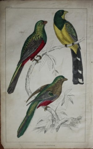 Oliver Goldsmith - Engraving of Couroucoui birds 1850: This hand-coloured copper-plate engraving is from A History of the Earth and Animated Nature by Oliver Goldsmith (1728-1774) published by A. Fullarton, London 1850. This work sought to draw together v