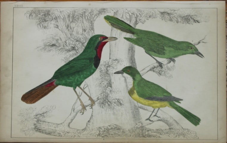 Oliver Goldsmith - Engraving of Thrush-Shrikes 1850: This hand-coloured copper-plate engraving is from A History of the Earth and Animated Nature by Oliver Goldsmith (1728-1774) published by A. Fullarton, London 1850. This work sought to draw together v