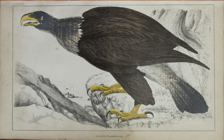 Oliver Goldsmith - Engraving of White Headed Eagle 1850: This hand-coloured copper-plate engraving is from A History of the Earth and Animated Nature by Oliver Goldsmith (1728-1774) published by A. Fullarton, London 1850. This work sought to draw together v