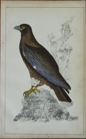 Oliver Goldsmith - Engraving of New Zealand Caracara 1850: This hand-coloured copper-plate engraving is from A History of the Earth and Animated Nature by Oliver Goldsmith (1728-1774) published by A. Fullarton, London 1850. This work sought to draw together v
