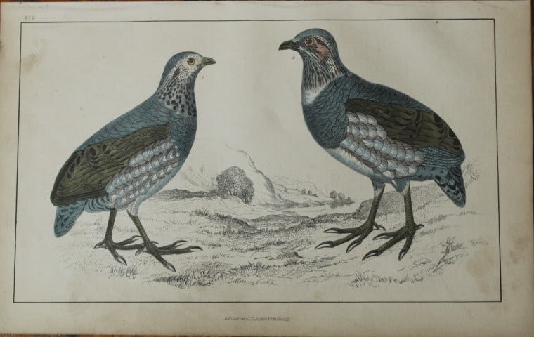 Oliver Goldsmith - Engraving of Large-footed Partridges 1850: This hand-coloured copper-plate engraving is from A History of the Earth and Animated Nature by Oliver Goldsmith (1728-1774) published by A. Fullarton, London 1850. This work sought to draw together v
