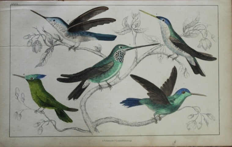 Oliver Goldsmith - Engraving of Hummingbirds 1850 (1 of 1)