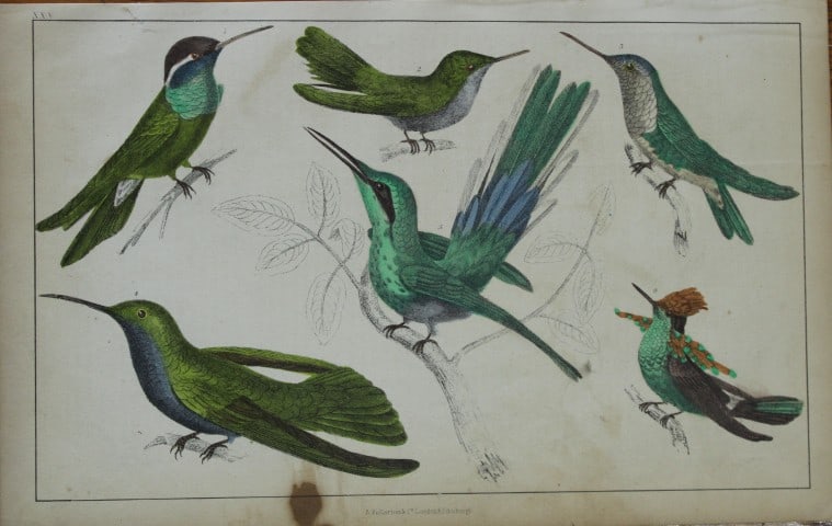 Oliver Goldsmith - Engraving of Hummingbirds 1850: This hand-coloured copper-plate engraving is from A History of the Earth and Animated Nature by Oliver Goldsmith (1728-1774) published by A. Fullarton, London 1850. This work sought to draw together v