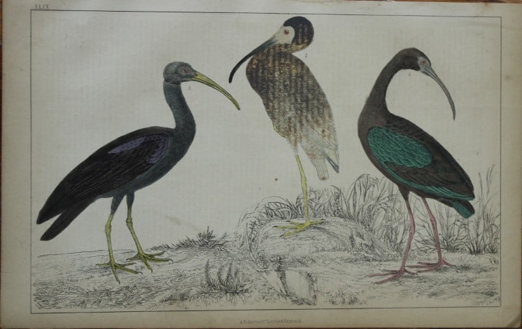 Oliver Goldsmith - Engraving of Papillated, White and Metallic Ibises 1850: This hand-coloured copper-plate engraving is from A History of the Earth and Animated Nature by Oliver Goldsmith (1728-1774) published by A. Fullarton, London 1850. This work sought to draw together v