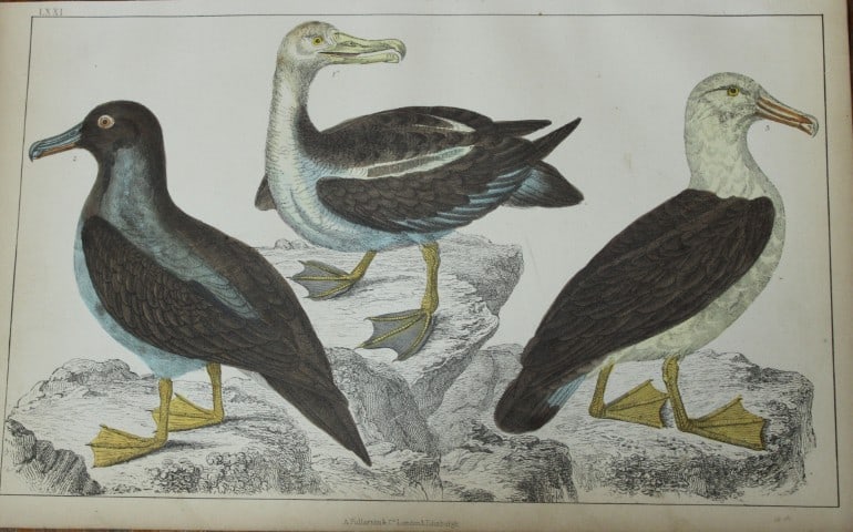 Oliver Goldsmith - Engraving of Common, Sooty and Black-eyed Albatrosses 1850: This hand-coloured copper-plate engraving is from A History of the Earth and Animated Nature by Oliver Goldsmith (1728-1774) published by A. Fullarton, London 1850. This work sought to draw together v